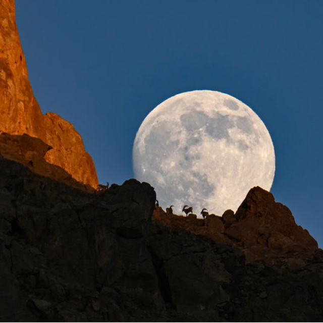 Dağın zirvesindeki yaban keçileri dolunayla birleşti