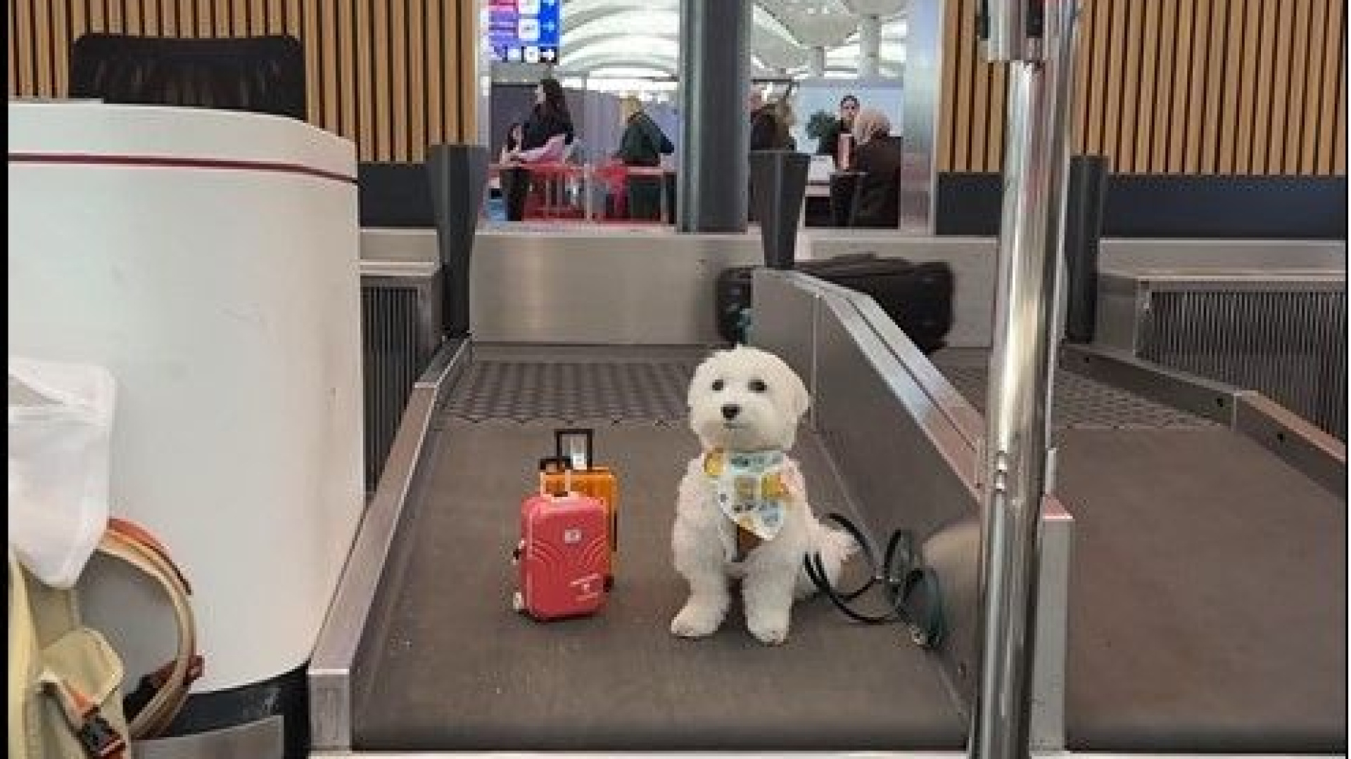 Dünya turundaki köpek ‘Tofu’ İstanbul Havalimanı’nda