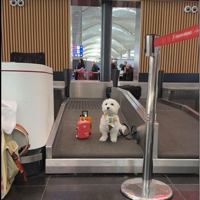Dünya turundaki Tofu İstanbul Havalimanı’nda