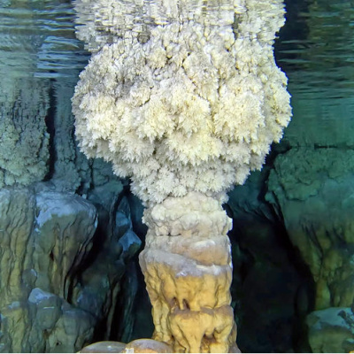 Kirpiyi takip eden çoban keşfetmişti! Böyle görüntülendi