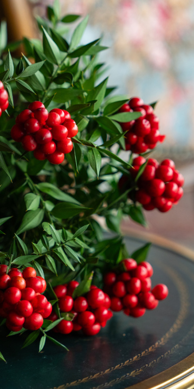 Aralık ayının "kırmızı" simgesi: Kokina