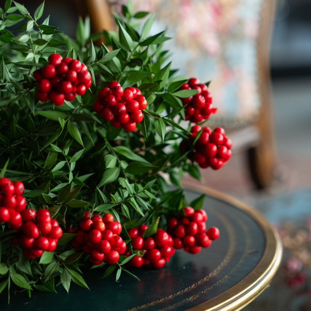 Aralık ayının "kırmızı" simgesi: Kokina