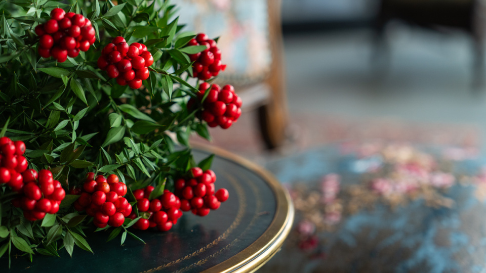 Aralık ayının "kırmızı" simgesi: Kokina