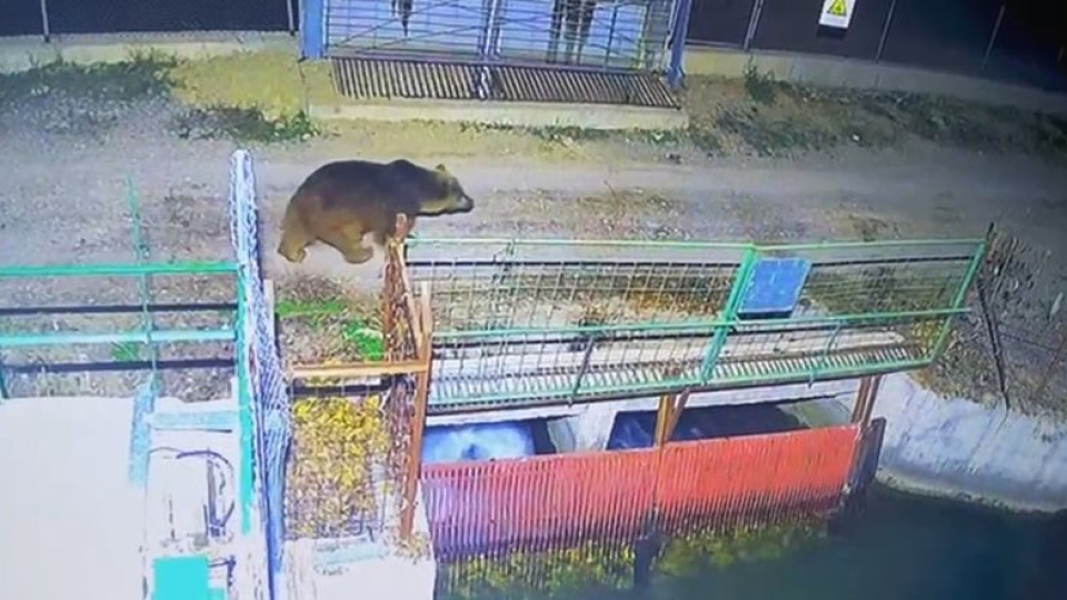 Sıcaklık ayıları vurdu! Kış uykusuna yatamadı!