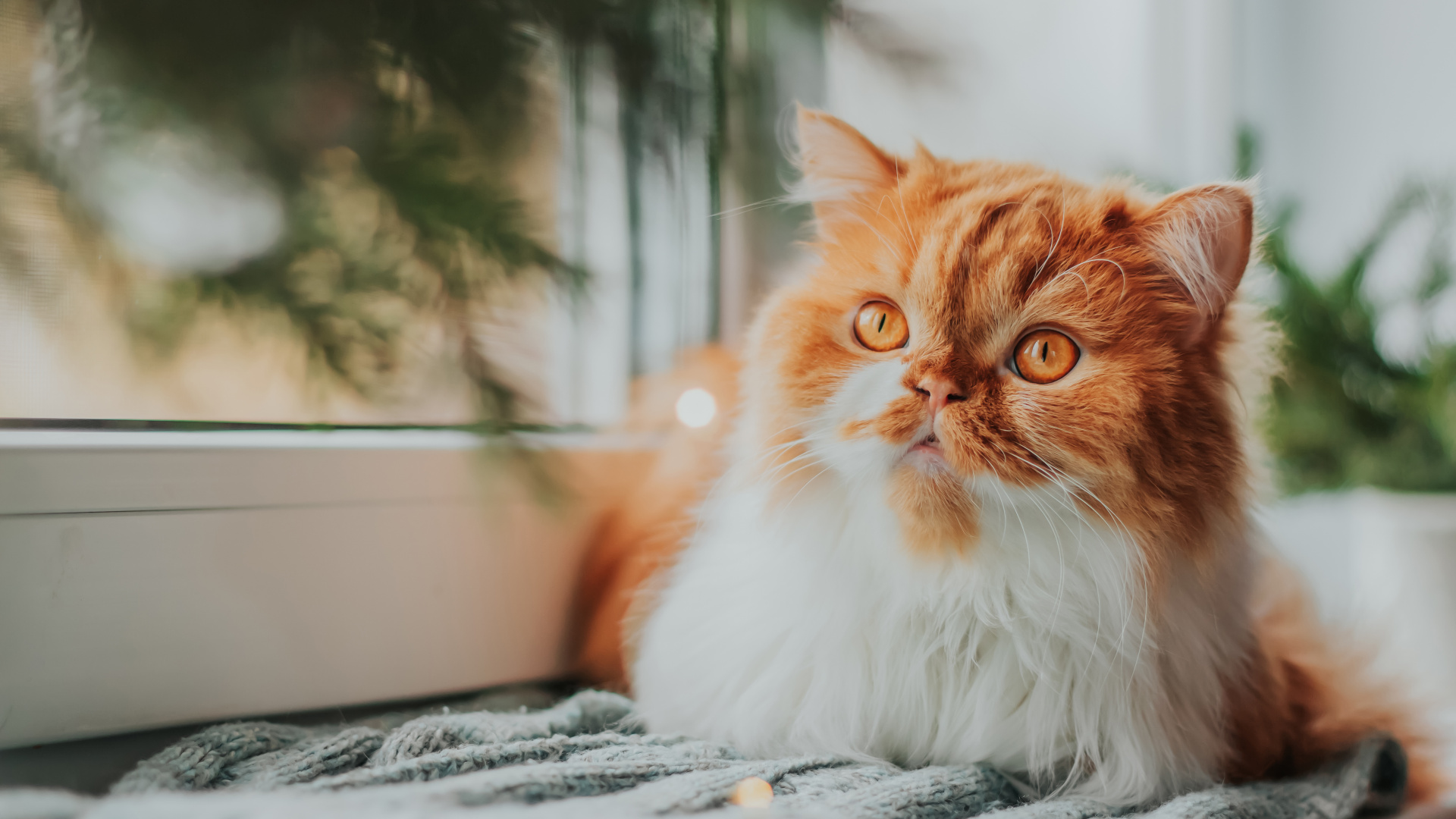 'Miyav'lamalarının şifresi çözüldü... Kediler erkeklere derdini anlatırken 2 kat zorlanıyorlar!