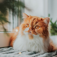 Kediler erkeklere derdini anlatırken 2 kat zorlanıyorlar!