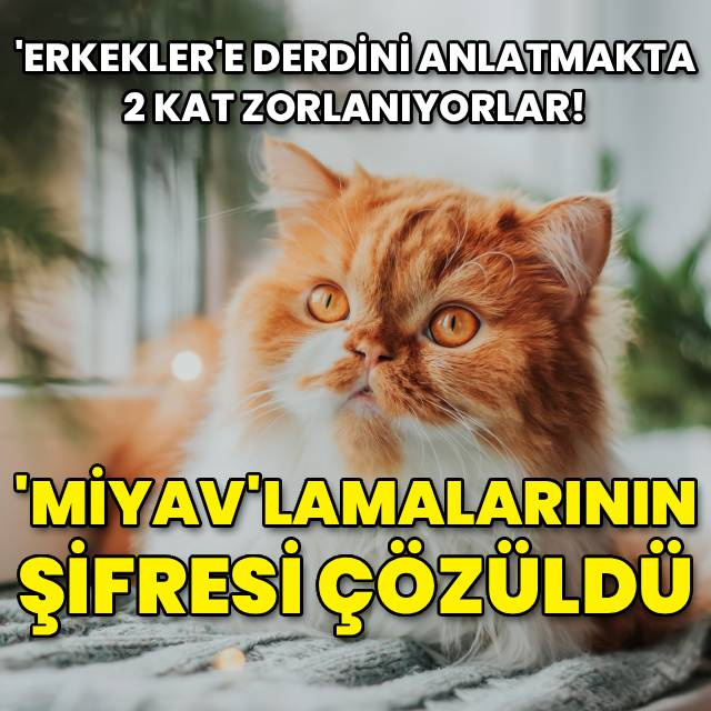 Kediler erkeklere derdini anlatırken 2 kat zorlanıyorlar!