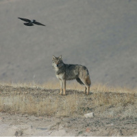 Yiyecek arayan kurt yerleşim yerine indi