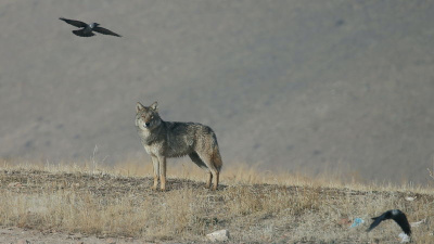 Yiyecek arayan kurt yerleşim yerine indi
