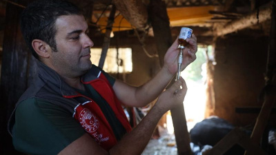 Milas'ta 'şap' alarmı! 11 mahallede 30 günlük karantina