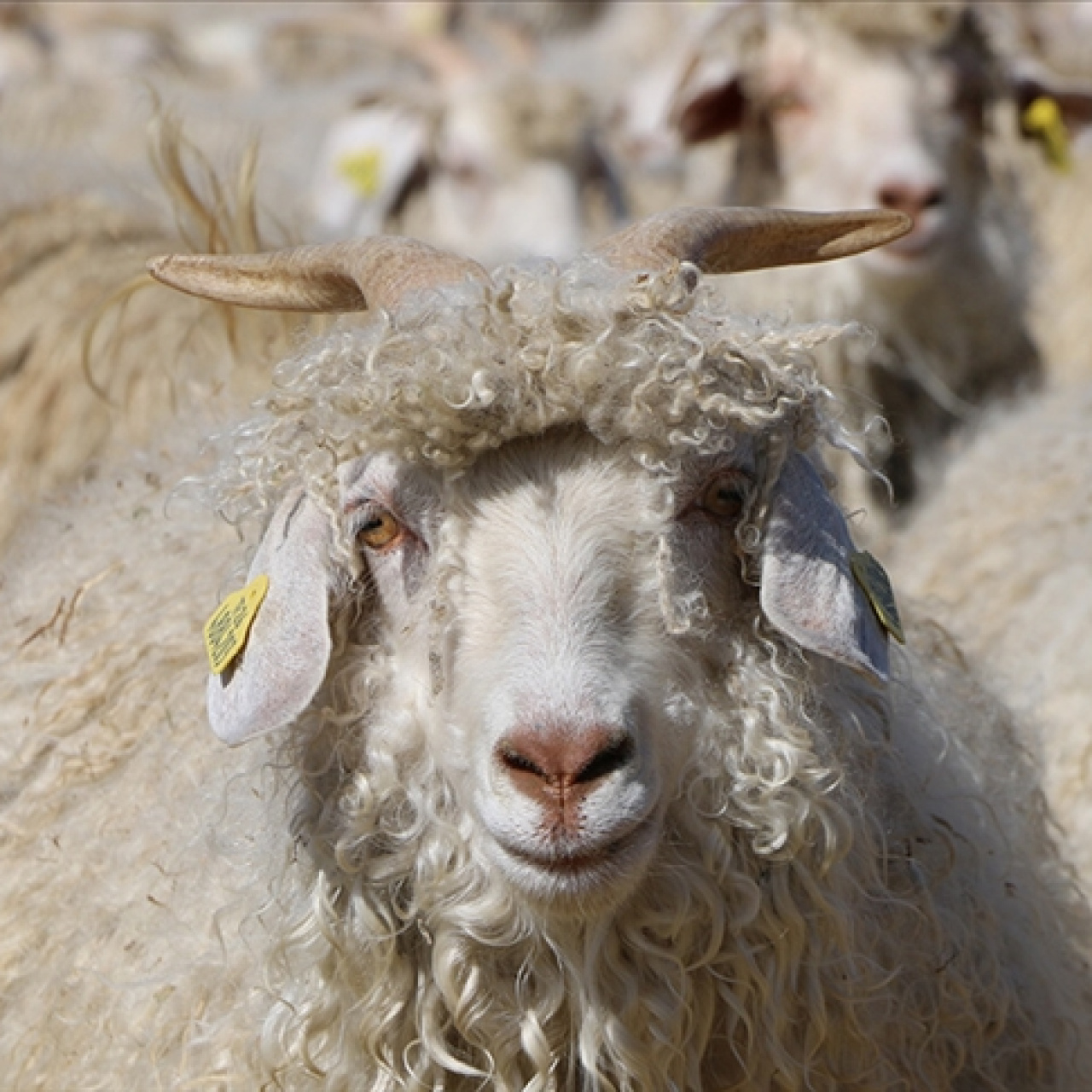 Tiftik, sözleşmesinde değişiklik