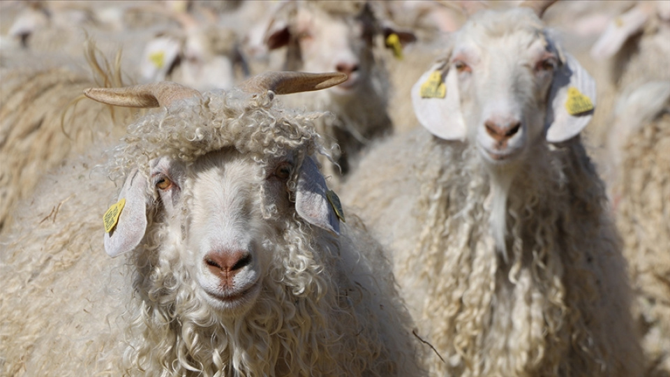 Tiftik, sözleşmesinde değişiklik