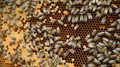 Arıcılara mesleki standart geliyor