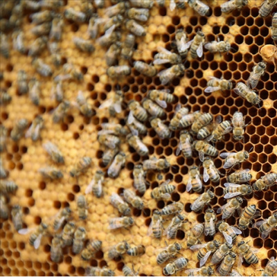 Arıcılara mesleki standart geliyor