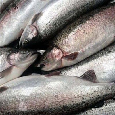 Türk somonu 18 ülkeye ihraç edildi