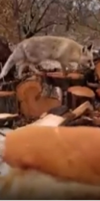 Çiftçinin tilkiyle ilginç konuşması