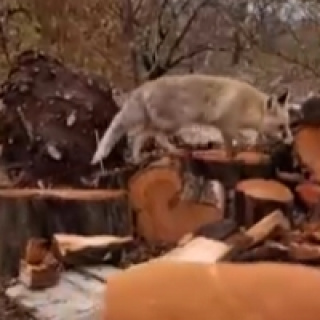 Çiftçinin tilkiyle ilginç konuşması