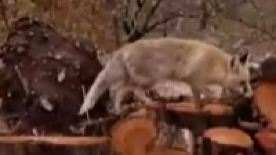 Çiftçinin tilkiyle ilginç konuşması