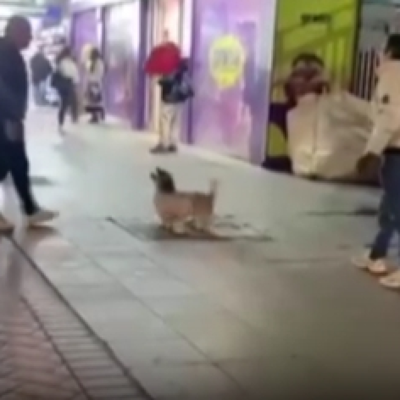İnsanlarla balon oynayan köpek kamerada