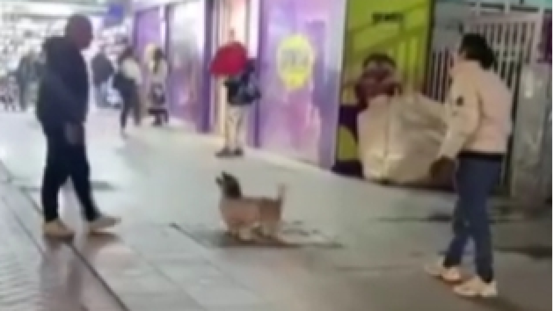 Ankara haberleri: İnsanlarla balon oynayan köpek kamerada