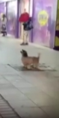 İnsanlarla balon oynayan köpek kamerada