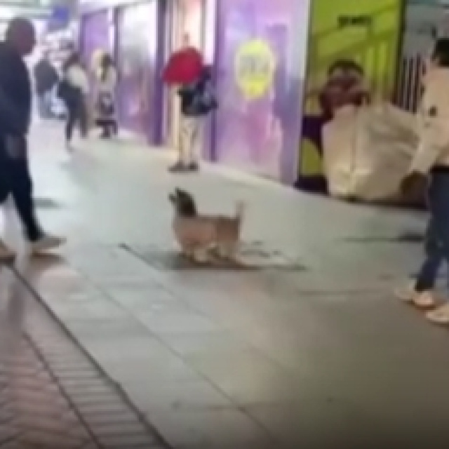 İnsanlarla balon oynayan köpek kamerada