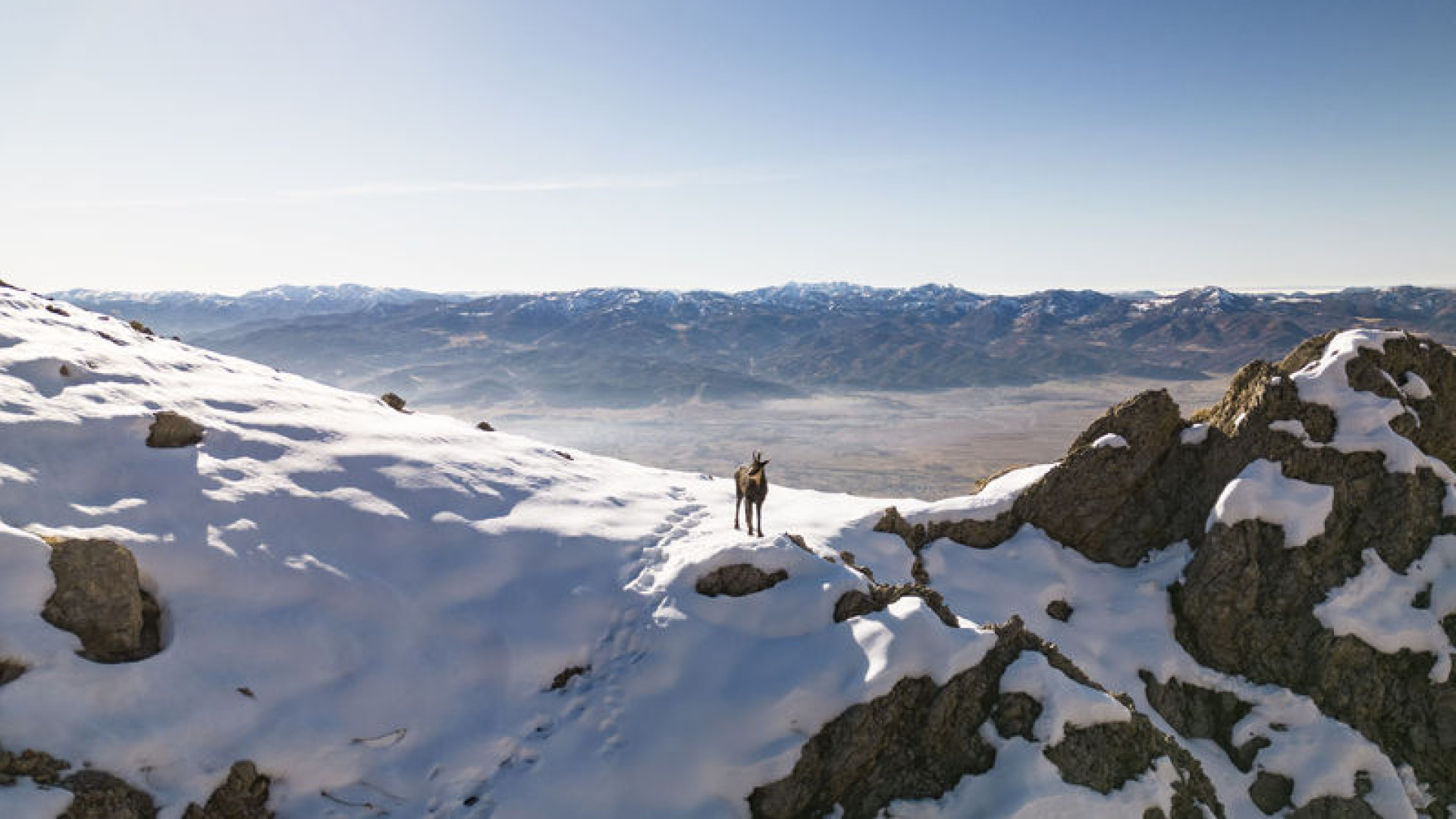 Tunceli doruklarında dağcıları çengel boynuzlu dağ keçileri karşılıyor