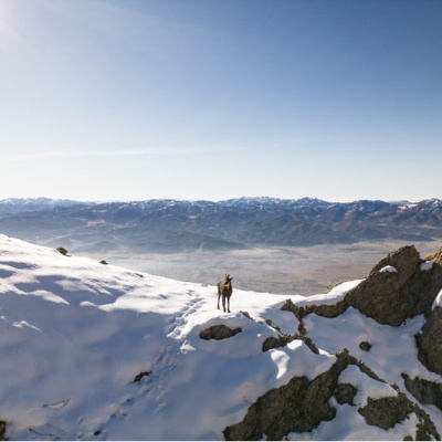 Dağcıları karşılıyor! Avlanması yasak...