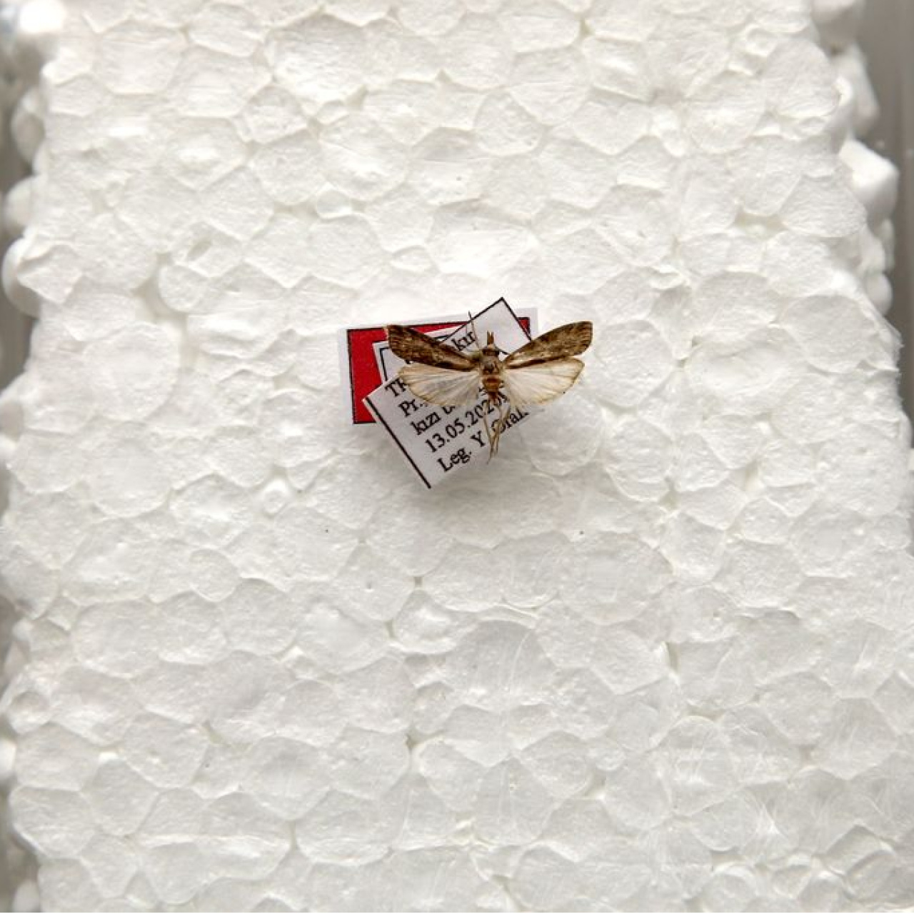 Diyarbakır'da keşfetti, eşinin adını verdi