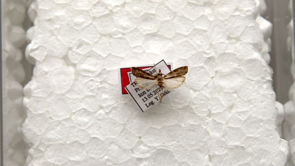 Diyarbakır'da keşfetti, eşinin adını verdi