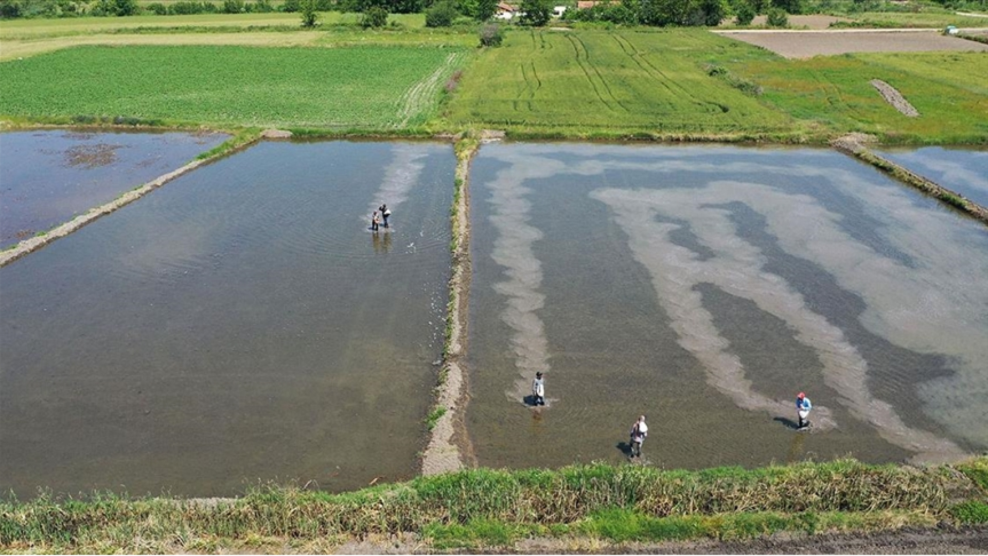 Karacabey'de çeltik ekimi yasaklandı - Alışveriş Haberleri