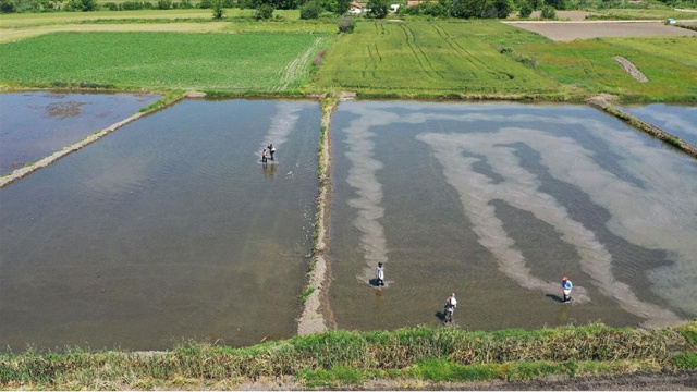 Karacabey'de çeltik ekimi yasaklandı