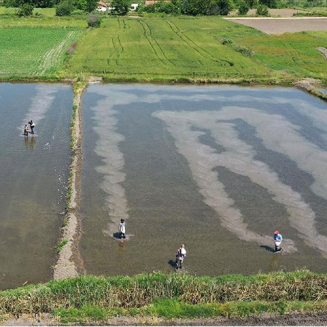 Karacabey'de çeltik ekimi yasaklandı