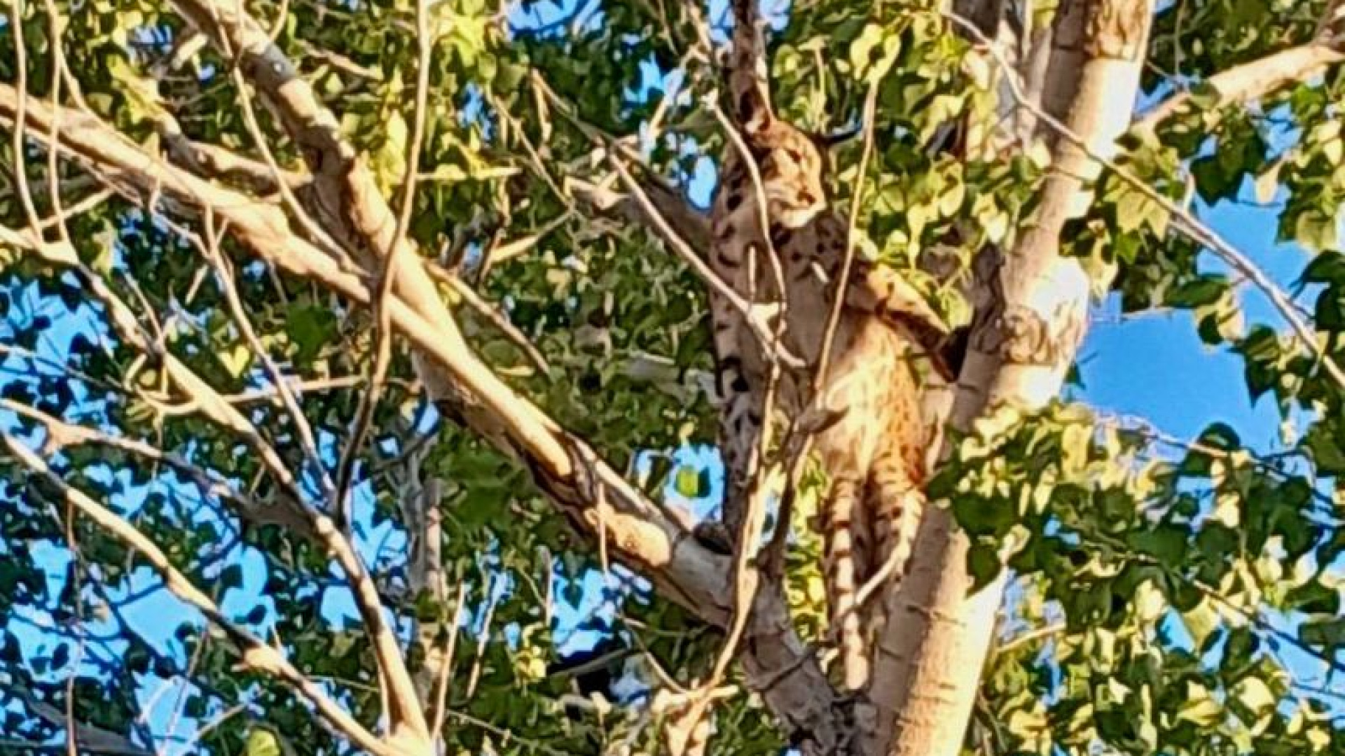 Anadolu parsı, Tunceli kırsalında ağaçta görüntülendi