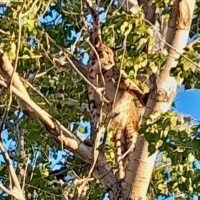 Nadide tür ağaçta görüntülendi!