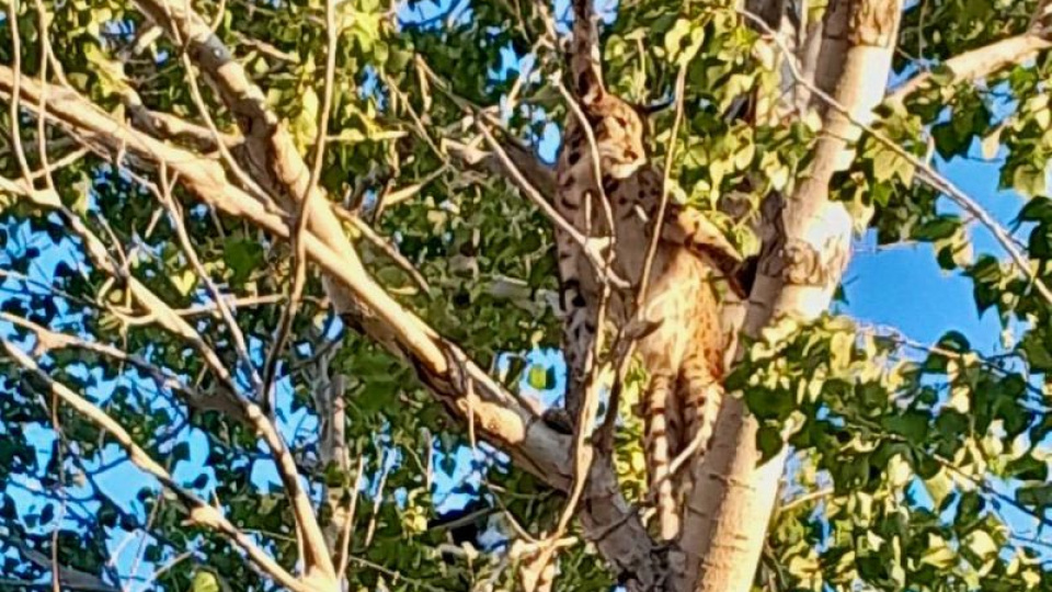 Nadide tür ağaçta görüntülendi!