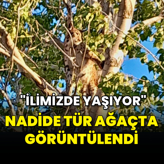 Nadide tür ağaçta görüntülendi!