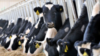 Süt üretimi azaldı