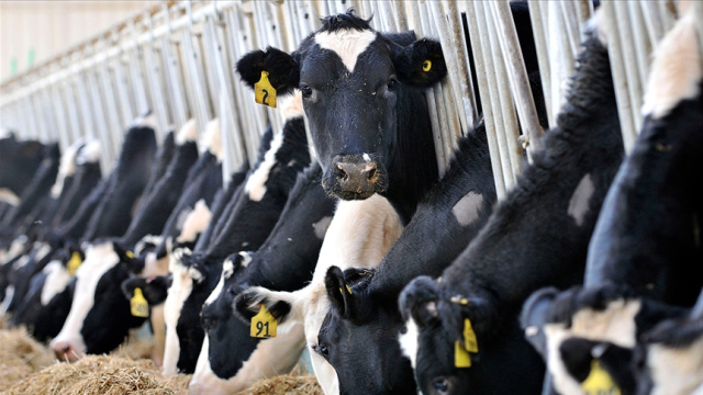 Süt üretimi azaldı