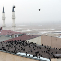 Kuşların dansı büyüledi