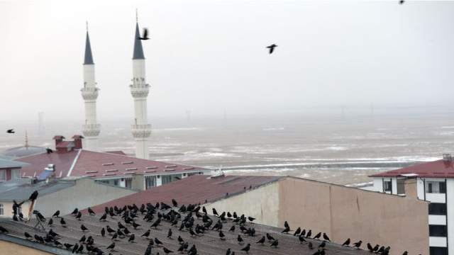 Kuşların dansı büyüledi