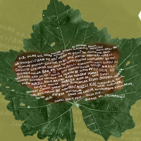 'Zeytinyağlı Yaprak Sarması' Ankara'da