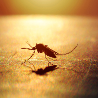 İklim değişikliği o hastalıkları etkileyebilir