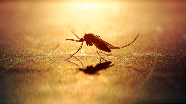 İklim değişikliği o hastalıkları etkileyebilir