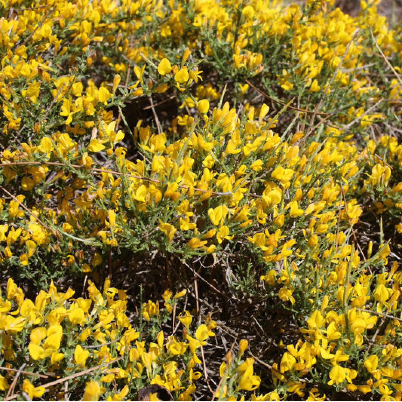 Toroslar’da yeni bitki türü keşfedildi
