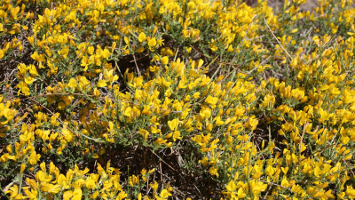 Toroslar'da yeni bitki türü keşfedildi