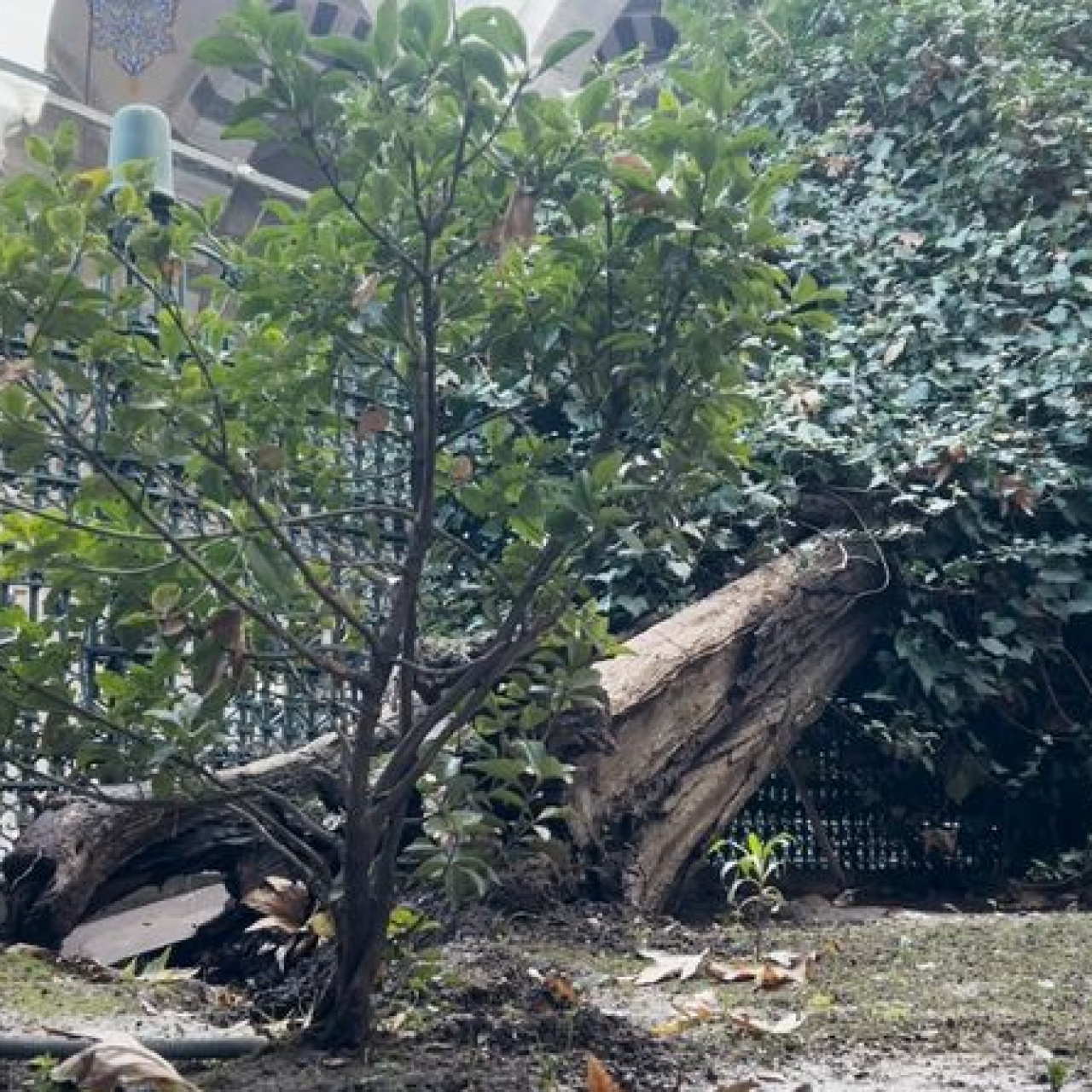 Eyüp Sultan Camisi'ndeki 556 yıllık ağaç devrildi