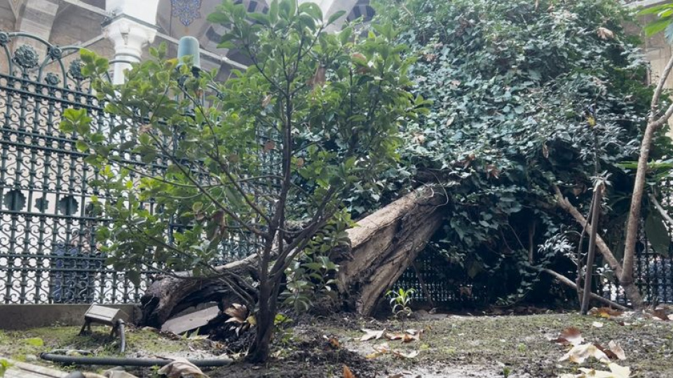 Eyüp Sultan Camisi'ndeki 556 yıllık ağaç devrildi
