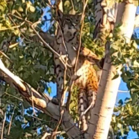 Ağaçta görüntülenmişti... "Anadolu parsı değil"