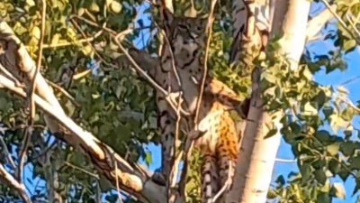 Ağaçta görüntülenmişti... "Anadolu parsı değil"
